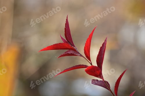 Preview: Beautiful Branch With Red Autumn Leaves