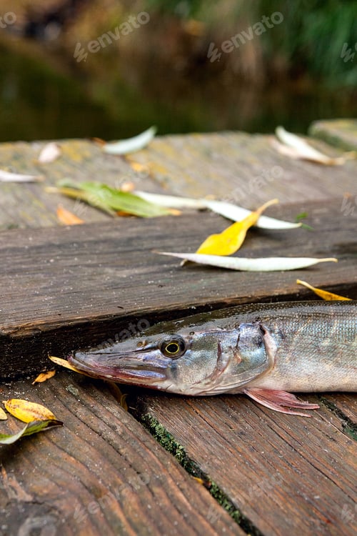 Preview: Freshwater Northern Pike Fish Know As Esox Lucius On Vintage Wooden Background With Yellow Leaves