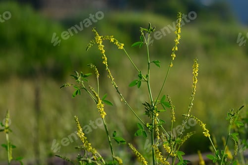 Preview: Melilotus Officinalis (Yellow Sweet Clower)