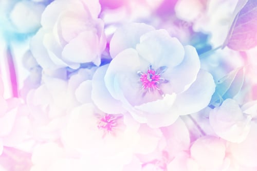 Preview: Blossoming Branch Apple. Bright Colorful Spring Flowers