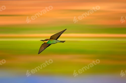 Preview: Flying Bird. Colorful Nature. Motion Blur Background.