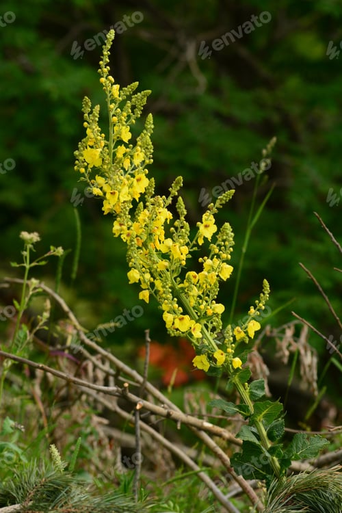 Preview: Verbascum (Mullein) In Natural Habitat