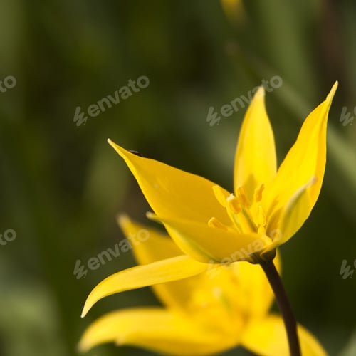 Preview: Yellow Wild Tulip (Bieberstein Tulip) In Its Natural Habitat
