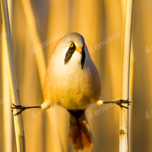 Preview: Bearded Funny Bird. Yellow Reeds Background.