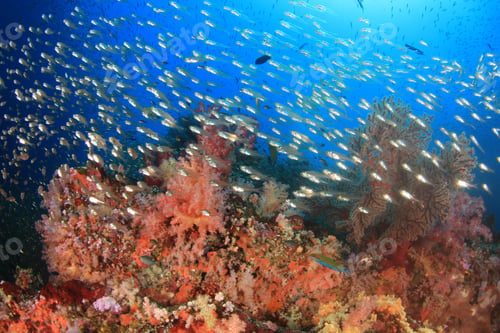Preview: Underwater Coral Reef With Tropical Fish In Ocean