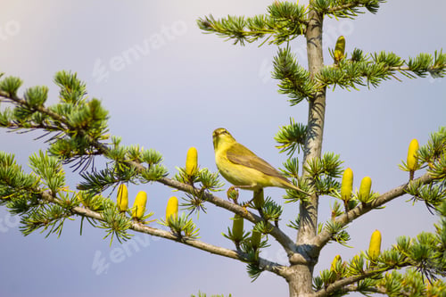 Preview: Cute Yellow Bird On Pine Tree. Blue Sky Background.
