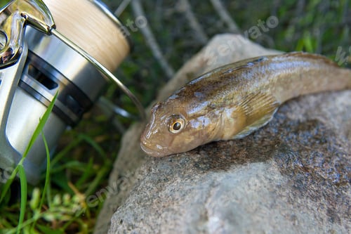 Preview: Freshwater Bullhead Fish Or Round Goby Fish Known As Neogobius Melanostomus And Neogobius