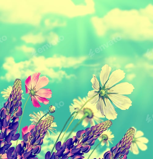 Preview: Daisy Flowers On Blue Sky Background. Lupine