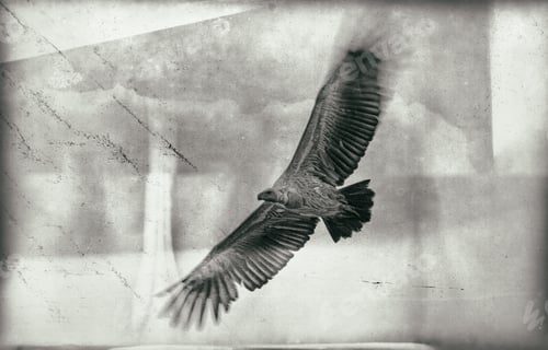 Preview: Vintage Style Image Of A Ruppells Griffon Vulture (Gyps Rueppellii), Maasai Mara Game Reserve, Kenya
