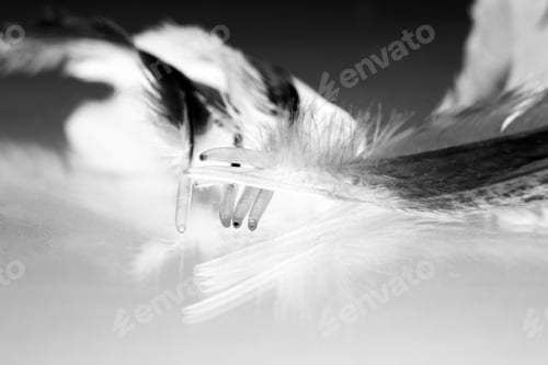 Preview: Black And White Photo Of Hen Feather With Details And Reflexions