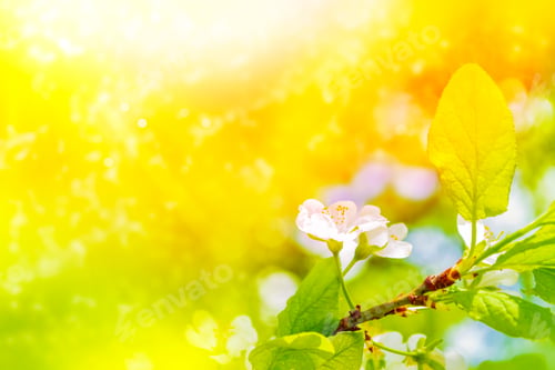 Preview: Blossoming Branch Apple. Bright Colorful Spring Flowers
