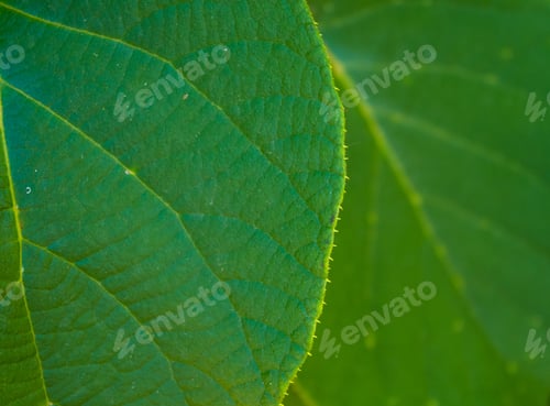 Preview: Green Kiwi Leaves On The Vine, Close Up