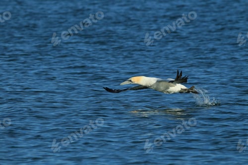 Preview: Australasian Gannet, New Zealand