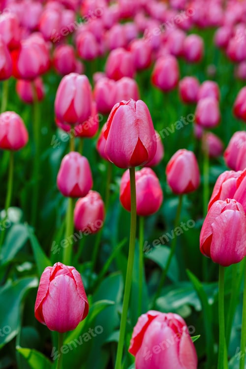 Preview: Flowering Purple Tulips In The Garden Or Park. The Buds Are Onion-Shaped. The Concept Of Gardening