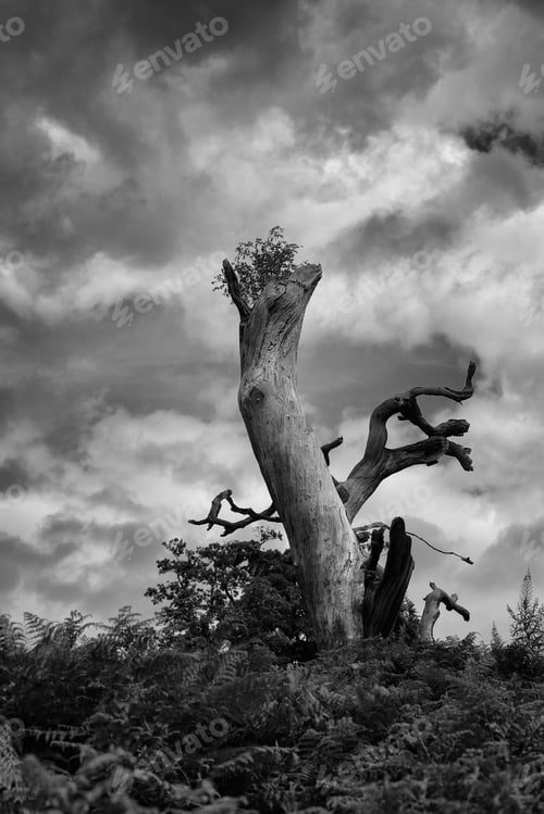 Preview: Solitary Tree
