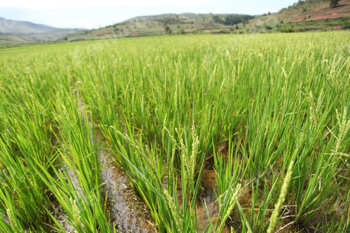 Preview: Madagascar Landscape - Wide Angle Shot Of Rice Fields, With Hills And Blue Cloudy Sky In The