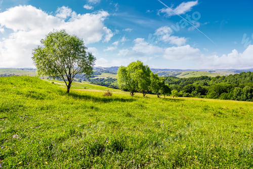 Preview: Row Of Trees On Grassy Slope. Lovely Countryside In Summer