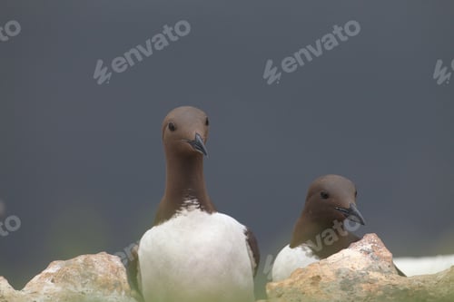 Preview: Common Murre Or Common Guillemot (Uria Aalge) On The Island Of Heligoland, Germany