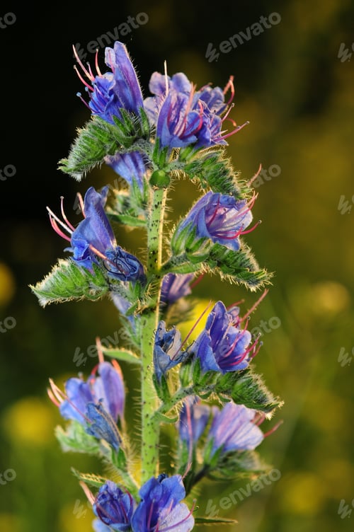 Preview: Viper'S Bugloss (Echium Vulgare)