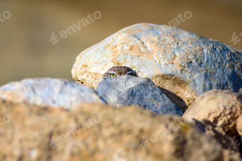 Preview: Cute Little Owl. Bird: Little Owl Athene Noctua. Natural Background.