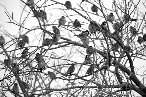 Preview: House Sparrows Perched On Tree, Bahrain