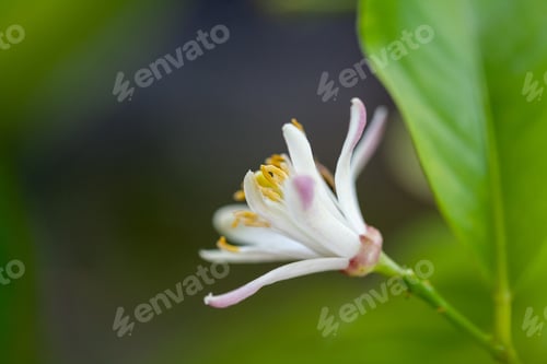 Preview: Lemon Tree Flower