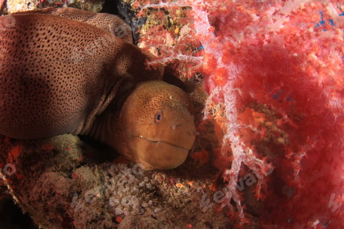 Preview: Giant Moray Eel In Coral Reef Underwater