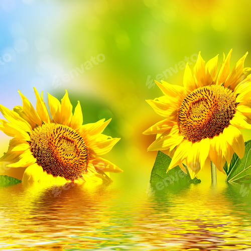 Preview: Beautiful Sunflower Field In Summer. Yellow Flowers