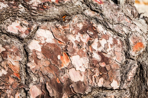 Vorschau: Alter Baum, dessen Rinde teilweise geschält ist. Textur und Hintergrund aus der Natur
