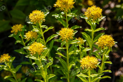 Preview: Yellow Flowers Of Sedum. Blossom Yellow Sedum In Garden