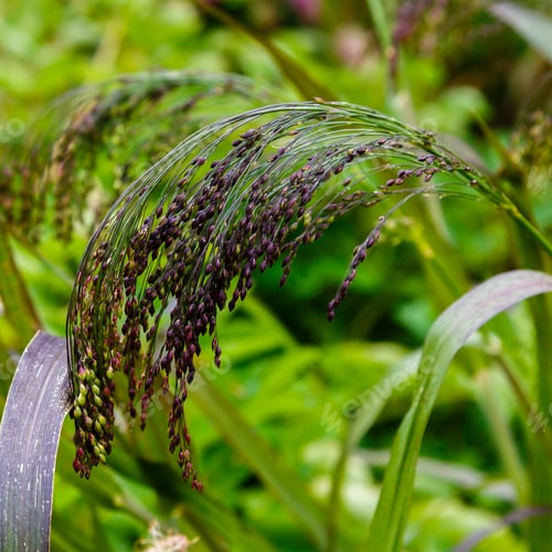 Preview: Panicum Virgatum In Garden. Ornamental Grasses In The Garden