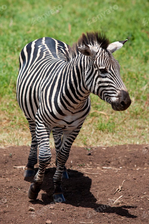Preview: Zebra In The Ngorongoro Crater, Tanzania