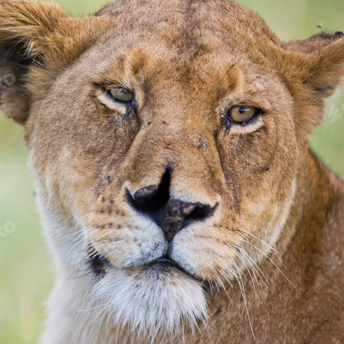 Preview: Lioness In The Serengeti National Park, Tanzania, With A Serious Wound On Her Nose