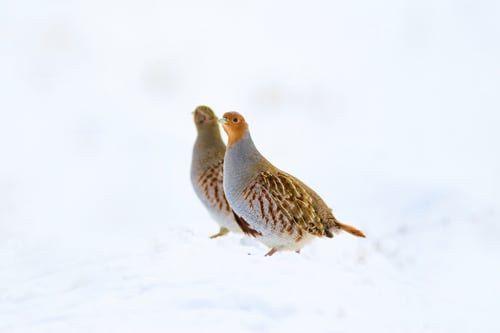 Preview: Winter And Partridges. White Snow Background. Bird: Grey Partridge. Perdix Perdix.