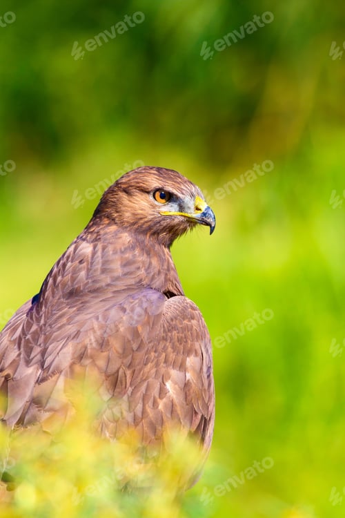 Preview: Bird Of Prey. Portrait Of Buzzard. Green Nature Background.