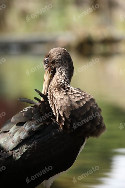 Preview: Young Black Stork (Ciconia Nigra) Saxony Germany