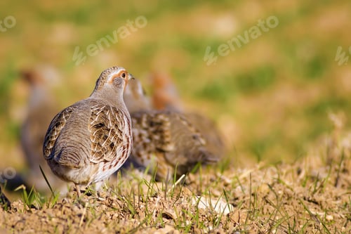 Preview: Partridges. Colorful Nature Background. Bird: Grey Partridge. Perdix Perdix.