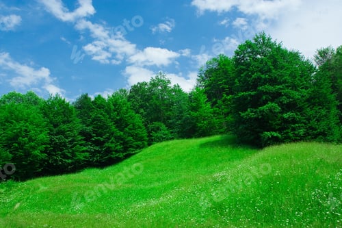 Preview: Landscape With Forest And Grassfield Under Blue Sky
