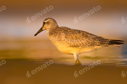 Preview: Cute Water Bird. Yellow Nature Background.