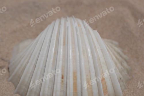 Preview: Bright Summer Background - Photography Of A Huge Single Common Cockle Shell, On A Light Sand