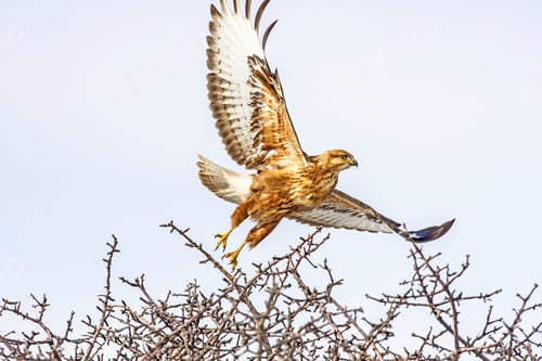 Preview: Bird Of Prey. Flying Hawk. Winter Background.