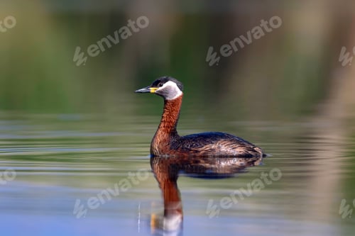 Preview: Swimming Bird. Bird: Green, Blue Nature Background. Red Necked Grebe. Podiceps Grisegena.