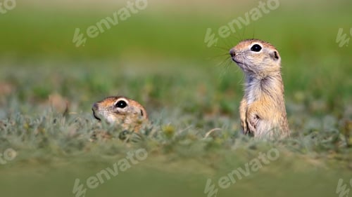Preview: Cute Animal. European Ground Squirrel. Green Nature Background. European Sousl Spermophilus