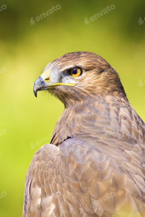 Preview: Bird Of Prey. Buzzard Portrait. Green Nature Background. Bird: Long Legged Buzzard. Buteo Rufinus.