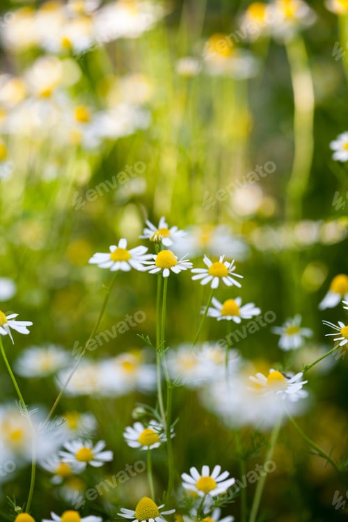 Preview: Wild Camomile (Matricaria Chamomilla) In The Field With Natural Background