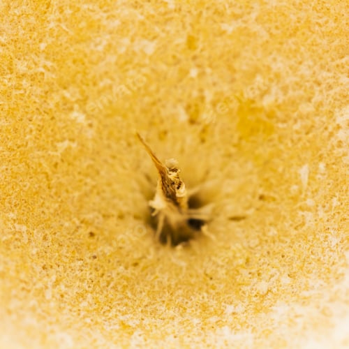 Preview: Dried Granadilla Peel - Abstract Composition And Texture