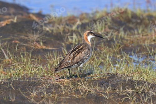Preview: Red-Necked Phalarope (Phalaropus Lobatus) Iceland