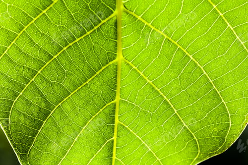 Preview: Green, Abstract Composition With Leaf Texture