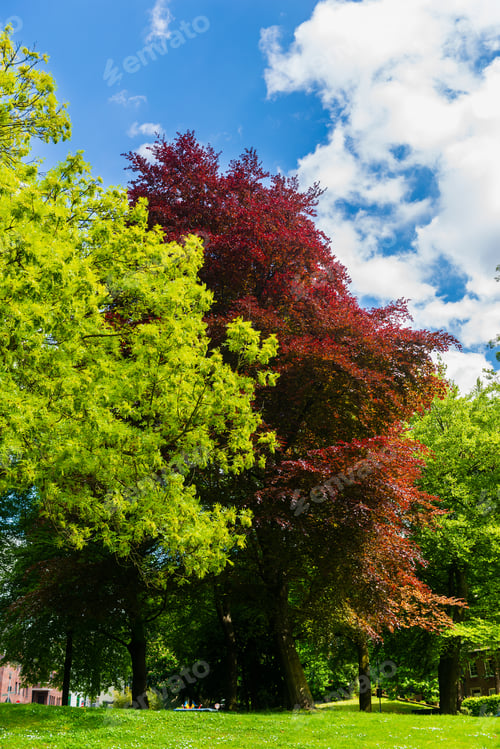 Preview: Beautiful Spring Park With Colorful Trees, Germany