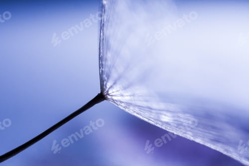 Preview: Macro, Abstract Composition With Dandelion Seed